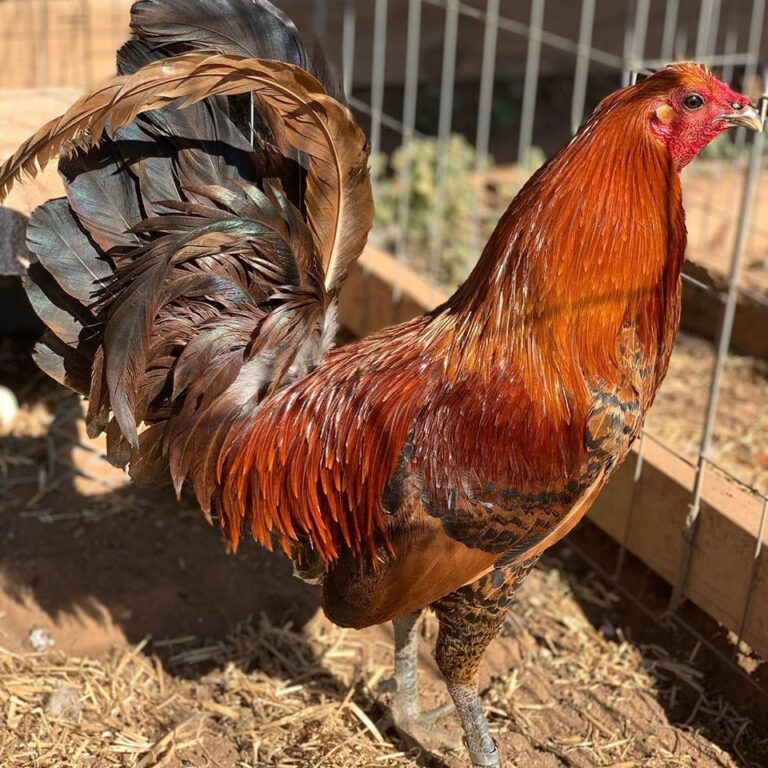 Buy Red Quail Gamefowl Online Order Red Quail Gamefowl Online