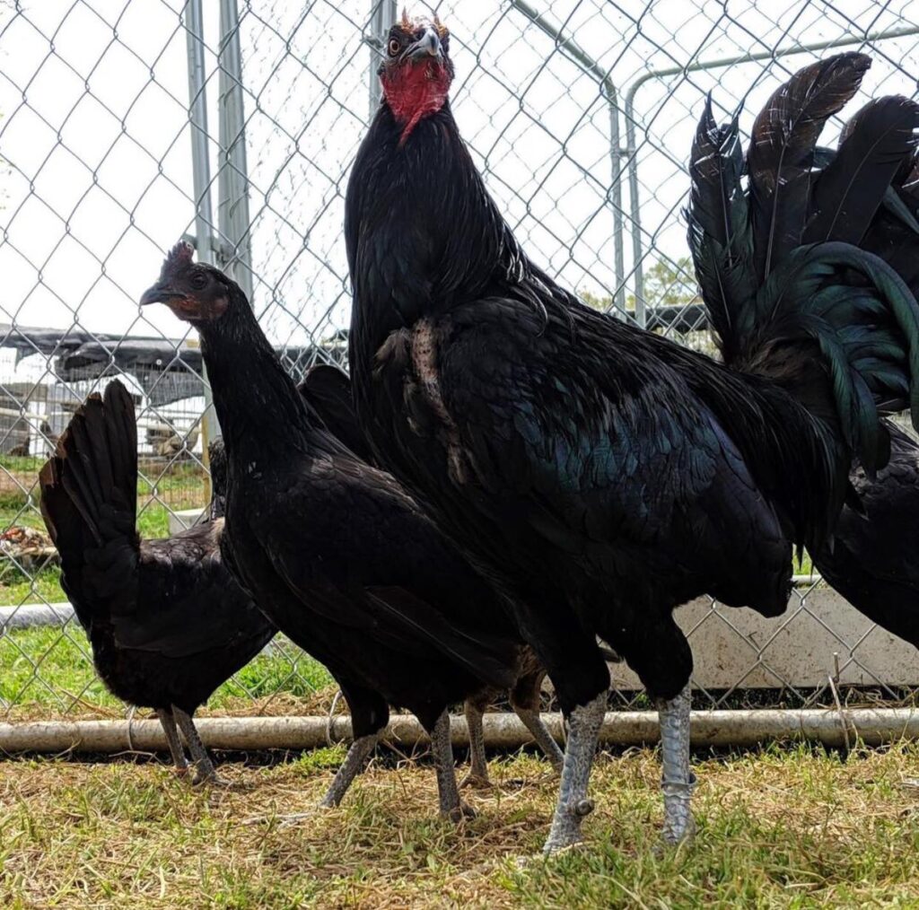 Buy Black Gamefowl Online Order Black Gamefowl Online