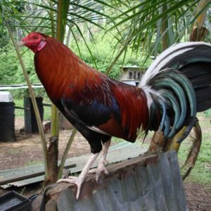 Buy Lacey Roundhead Rooster Online | Order Lacey Roundhead Rooster Online | Where to buy Lacey Roundhead Rooster Online | Lacey Roundhead Rooster