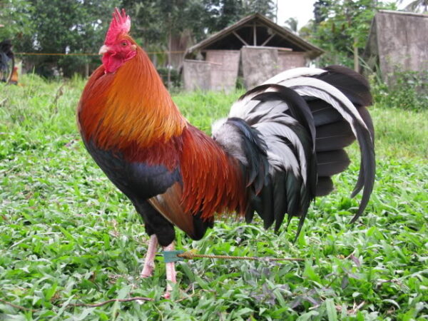 Buy Albany RoosterOnline | Order Albany Rooster Online | Albany Rooster for sale | Where to buy Albany Rooster | Albany Rooster Online