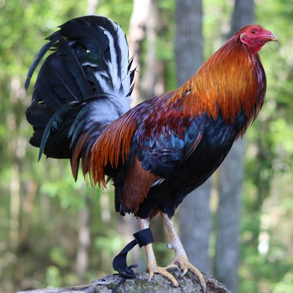 Buy Albany Gamefowl Hatching Eggs Online | Order Albany Gamefowl