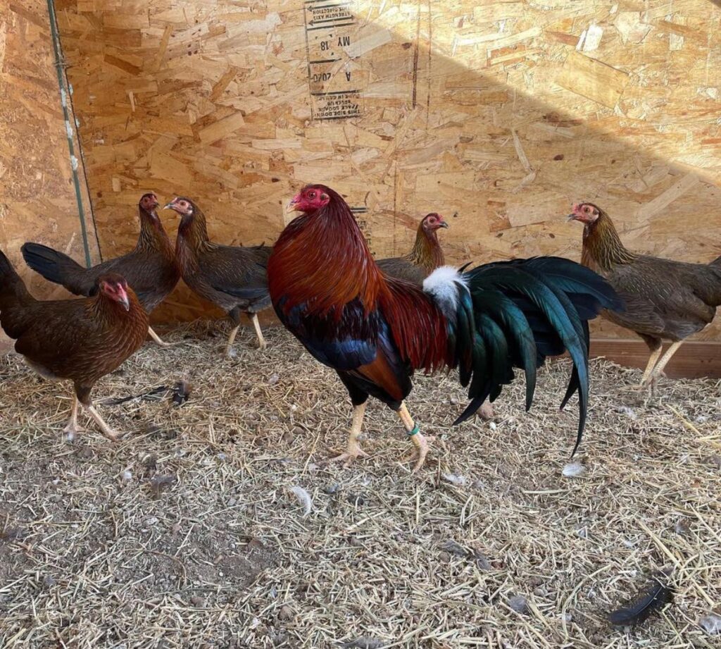 Buy Cardinal Kelso Gamefowl Online | Order Cardinal Kelso Gamefowl