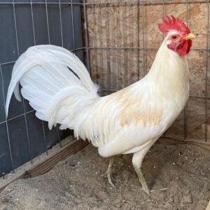 Buy White Claret Fighting Rooster Online | Order White Claret Fighting Rooster Online | White Claret Fighting Rooster for sale