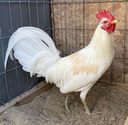 Buy White Claret Fighting Rooster Online | Order White Claret Fighting Rooster Online | White Claret Fighting Rooster for sale