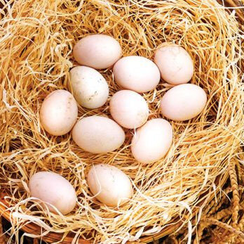 Buy Gamefowl Hatching Eggs Online | Order Gamefowl Hatching Eggs Online | Gamefowl Hatching Eggs for sale | Gamefowl Hatching Eggs Online